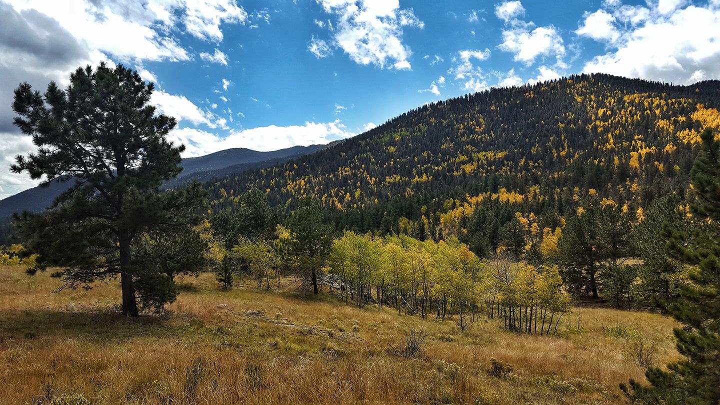 Fall foliage